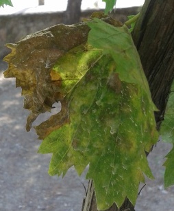 Name:  20130625_095021.jpg
Views: 4201
Size:  42.3 KB
