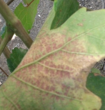 Name:  20130625_095041.jpg
Views: 4321
Size:  51.6 KB