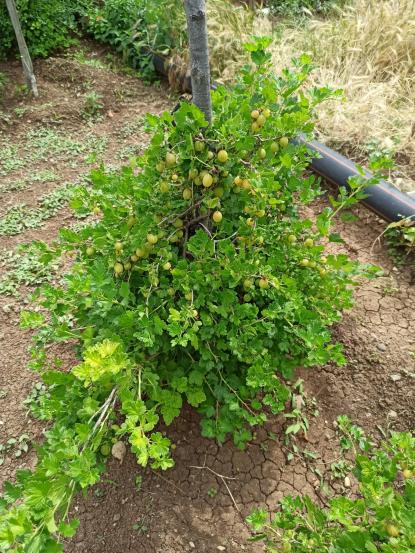 Name:  yeil  bektai zm Gooseberry 1.jpg
Views: 645
Size:  76.2 KB