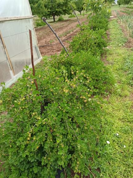 Name:  yeil  bektai zm Gooseberry 2.jpg
Views: 638
Size:  73.6 KB