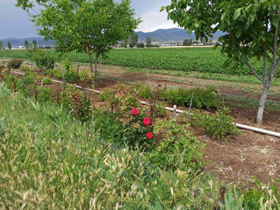 Name:  yeil  bektai zm Gooseberry 3.jpg
Views: 586
Size:  70.9 KB