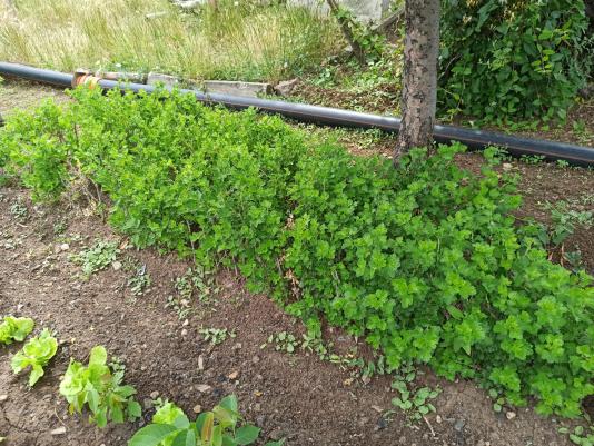 Name:  yeil  bektai zm Gooseberry fidanlar.jpg
Views: 579
Size:  71.3 KB
