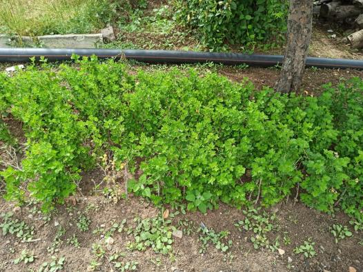 Name:  yeil  bektai zm Gooseberry fidanlar 1.jpg
Views: 573
Size:  71.2 KB