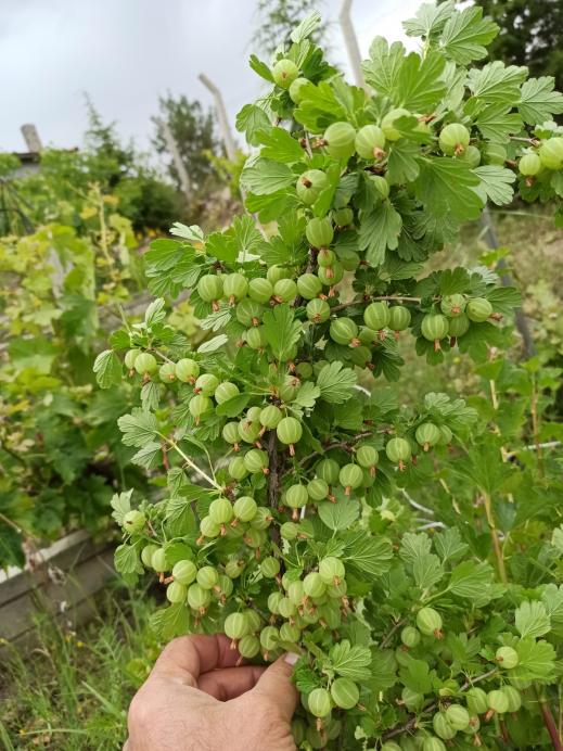 Name:  krmz bektai zm Gooseberry 2.jpg
Views: 1150
Size:  76.3 KB