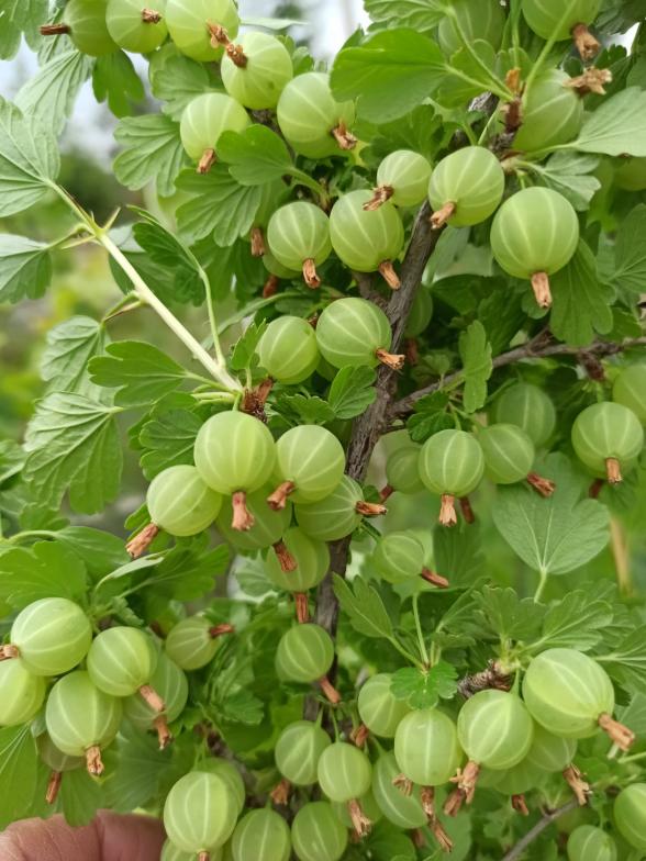 Name:  krmz bektai zm Gooseberry 1.jpg
Views: 880
Size:  73.3 KB