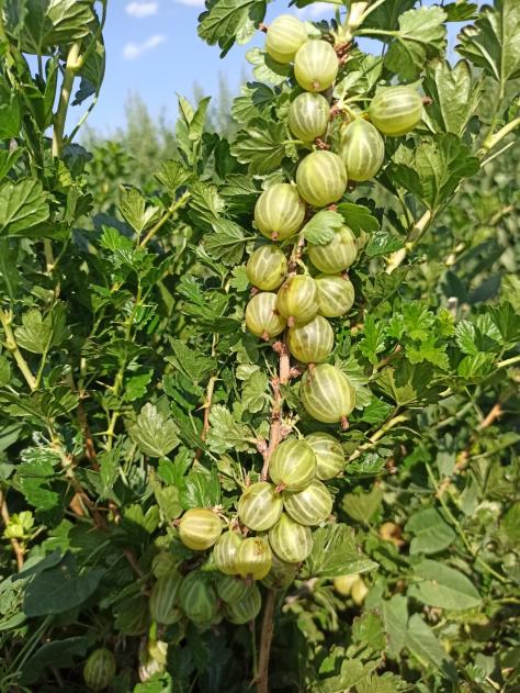Name:  gooseberry yeil bektai zm 5.jpg
Views: 967
Size:  80.1 KB