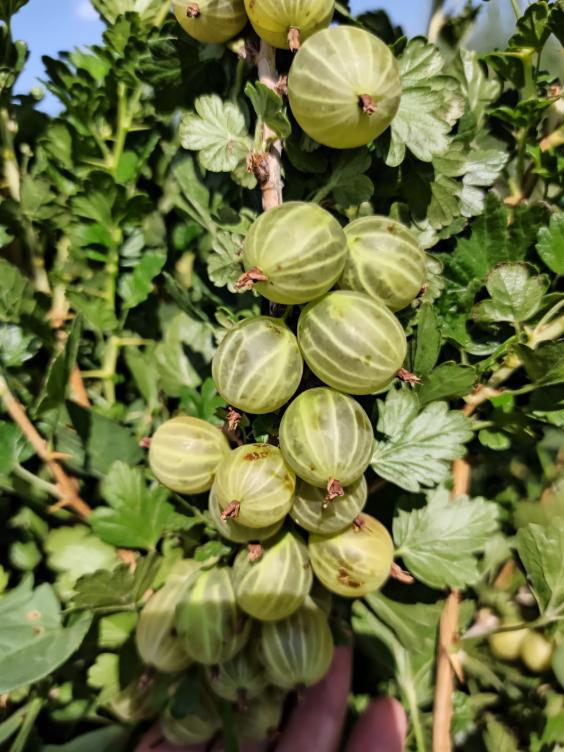 Name:  gooseberry yeil bektai zm 6.jpg
Views: 562
Size:  76.2 KB