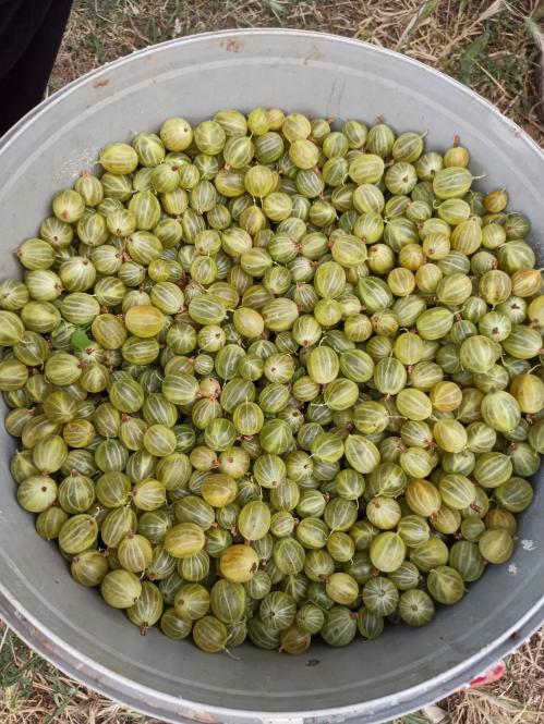 Name:  gooseberry yeil bektai zm 10 k.jpg
Views: 569
Size:  77.7 KB