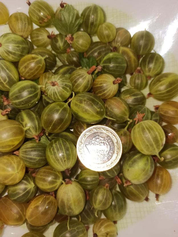 Name:  gooseberry yeil bektai zm sar.jpg
Views: 583
Size:  70.9 KB