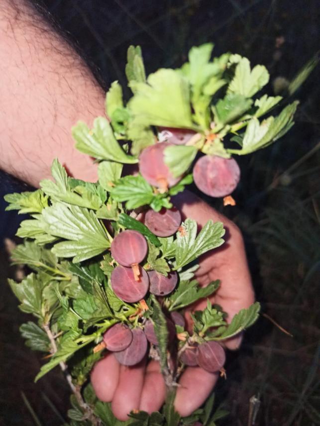 Name:  gooseberry krmz bektai zm.jpg
Views: 529
Size:  70.3 KB