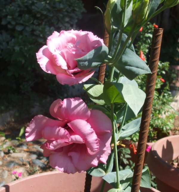 Name:  DSCF4386.JPG
Views: 874
Size:  50.0 KB