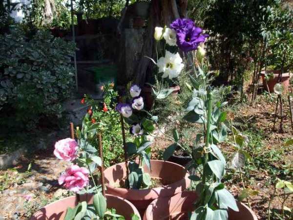 Name:  lisianthus1.jpg
Views: 1011
Size:  66.1 KB