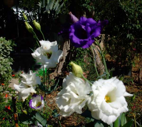Name:  lisianthus2.jpg
Views: 902
Size:  54.0 KB