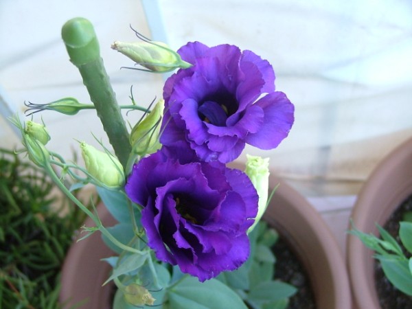 Name:  Lisianthus.jpg
Views: 978
Size:  52.9 KB