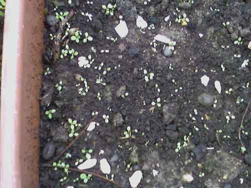 Name:  Photo-0134.jpg
Views: 6600
Size:  56.0 KB