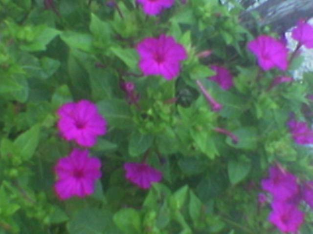 Name:  Image00006.jpg
Views: 3196
Size:  27.1 KB