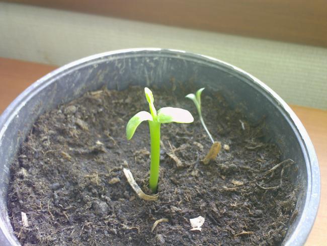 Name:  EYLL 2009-0103.jpg
Views: 959
Size:  51.0 KB