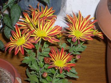 Name:  01.11.2009.JPG
Views: 5330
Size:  61.7 KB