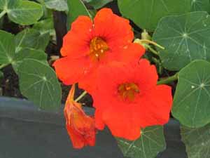 Name:  23_Mays 017.JPG
Views: 1420
Size:  44.9 KB