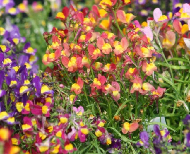 Name:  linaria_edited-2.jpg
Views: 2416
Size:  66.8 KB