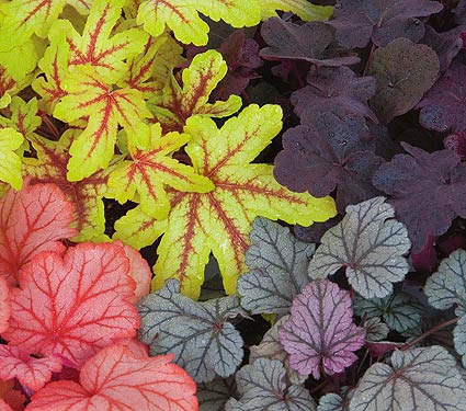 Name:  heuchera.jpg
Views: 10251
Size:  49.1 KB