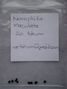 Name:  iekiekDSCN9069_tn_tn.jpg
Views: 1531
Size:  31.3 KB
