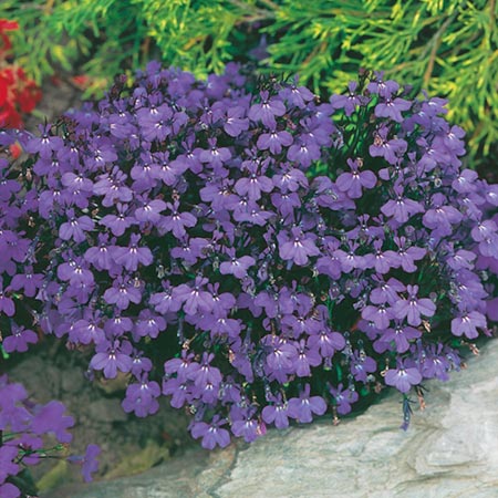 Name:  Lobellia.jpg
Views: 15681
Size:  60.2 KB