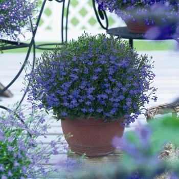 Name:  1257802173Lobelia Dark Blue Angel 1745.jpg
Views: 2191
Size:  51.1 KB
