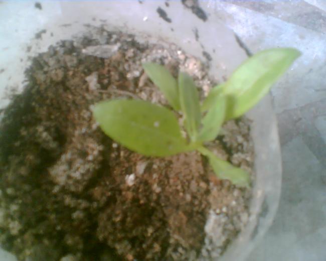 Name:  kapringelblume.jpg
Views: 1632
Size:  32.0 KB