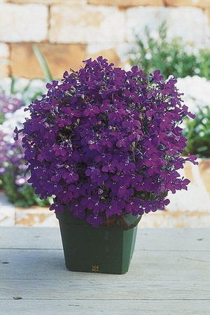 Name:  Lobelia Riviera Midnight Blue.JPG
Views: 21541
Size:  30.1 KB