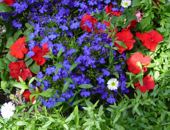 Name:  lobelia_impatiens_sbdaisy.jpg
Views: 2453
Size:  49.2 KB
