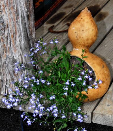 Name:  Lobelia.jpg
Views: 2033
Size:  46.3 KB