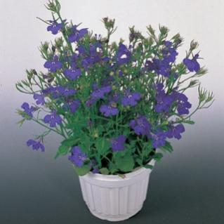 Name:  Lobelia-Blue-Lagoon.jpg
Views: 1964
Size:  16.1 KB