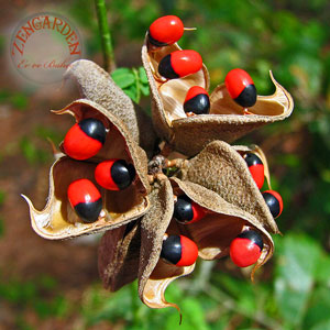 Name:  ROSARYPEAVINEC1.jpg
Views: 5452
Size:  31.1 KB