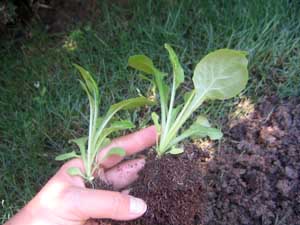 Name:  11_haziran 014.JPG
Views: 4427
Size:  55.7 KB