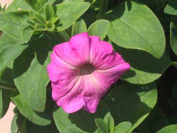 Name:  11_haziran 016.JPG
Views: 4278
Size:  52.6 KB