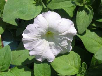 Name:  11_haziran 017.JPG
Views: 4370
Size:  51.5 KB