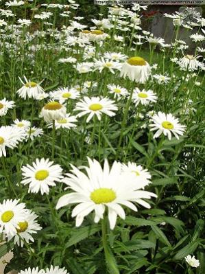 Name:  wm_normal_36335-ekinezya.02.jpg
Views: 18780
Size:  39.0 KB