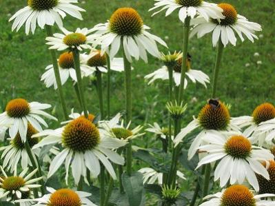 Name:  echinacea-purpurea-white-swan-m.jpg
Views: 18010
Size:  32.0 KB