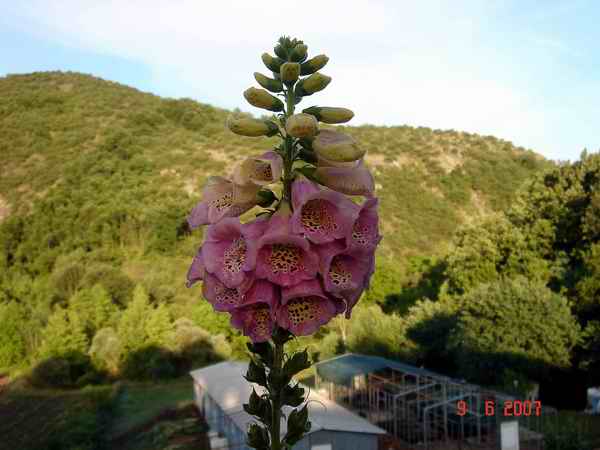 Name:  Kopyas Picture 12-06 026.jpg
Views: 6541
Size:  34.2 KB