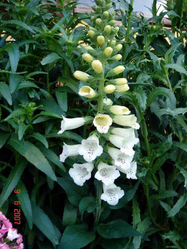 Name:  Kopyas Picture 12-06 029.jpg
Views: 8315
Size:  58.6 KB