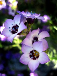 Name:  gilia_tricolor_cl.jpg
Views: 3322
Size:  13.2 KB
