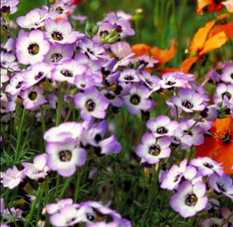 Name:  gilia_tricolor.jpg
Views: 3461
Size:  28.0 KB
