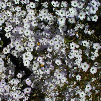 Name:  GiliaBird's-Eye4-17-05.jpg
Views: 3658
Size:  49.7 KB