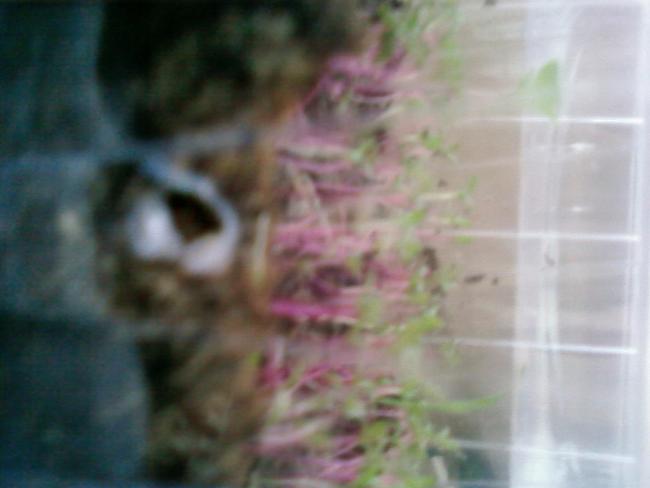 Name:  kedi 001.jpg
Views: 1420
Size:  25.6 KB
