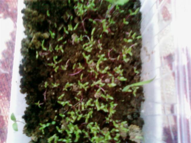 Name:  kedi 003.jpg
Views: 1769
Size:  44.2 KB
