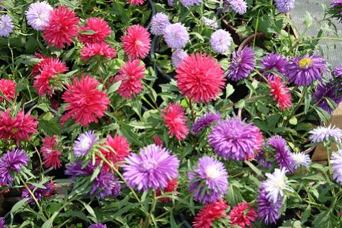 Name:  Sarypat- Aster.jpg
Views: 10716
Size:  57.6 KB