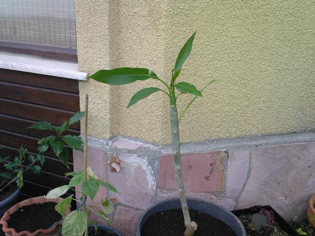 Name:  PLUMERA 12.jpg
Views: 675
Size:  66.4 KB