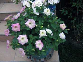 Name:  18_haziran 011.JPG
Views: 4707
Size:  56.3 KB