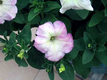 Name:  18_haziran 010.JPG
Views: 4299
Size:  51.0 KB